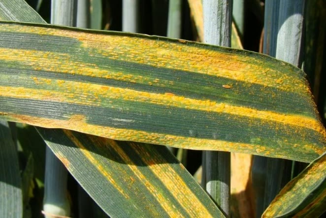 Yellow rust striping the blades of a cereal leaf