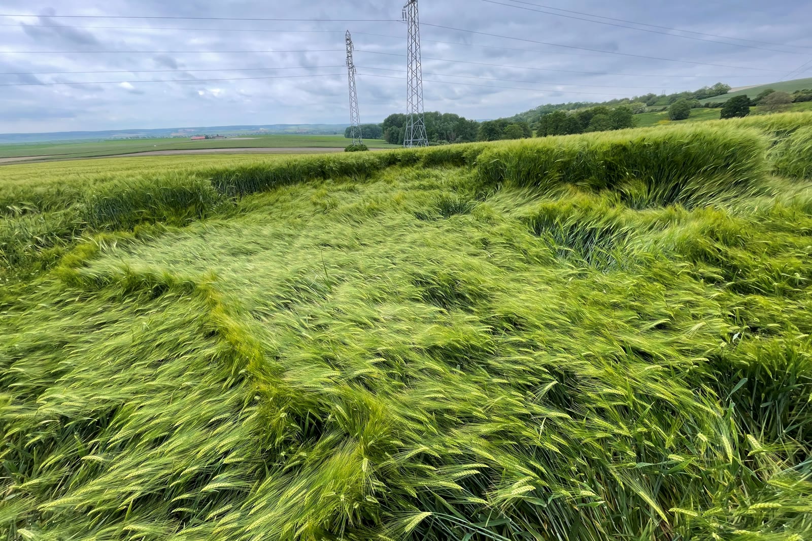 Wind moving across a green barley field under a heavy sky