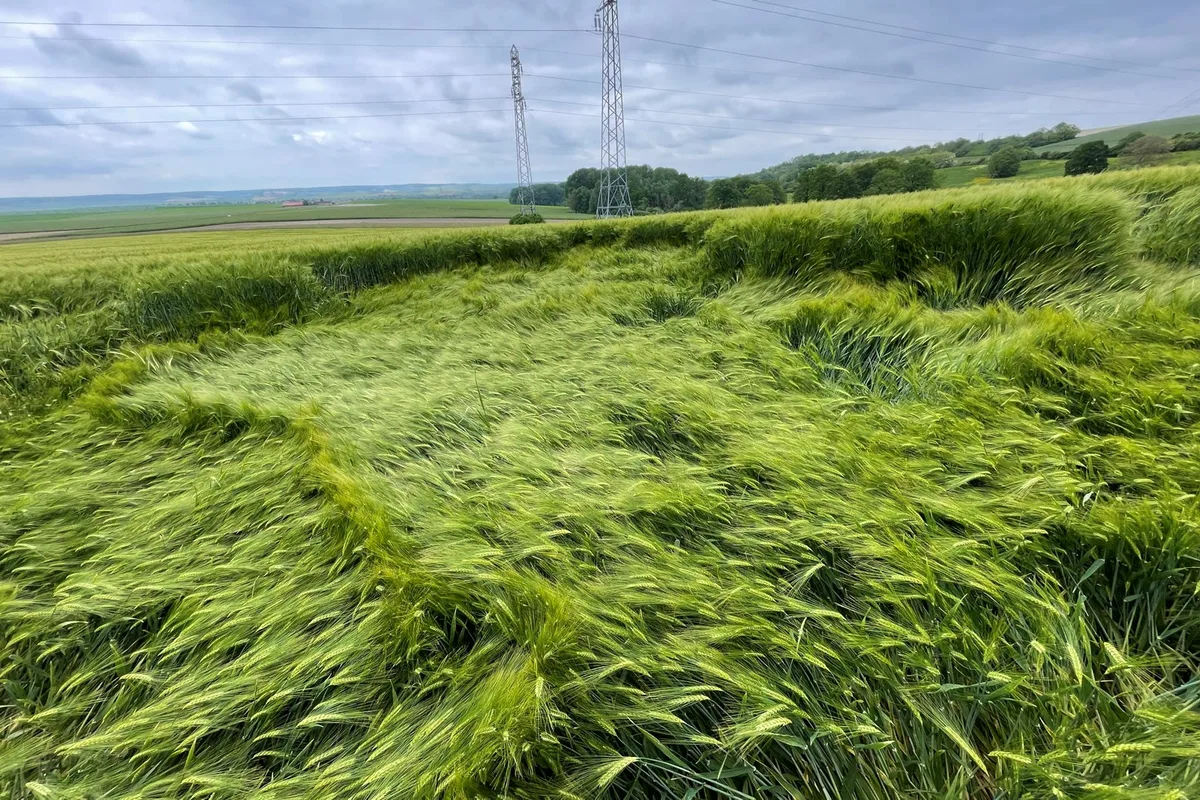 Wind moving across a green barley field under a heavy sky